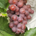 Chinese grape fresh grape new season grape price